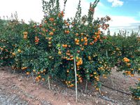 Pueblo Vicente Ramos Garc&iacute;a 22