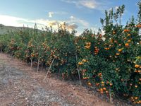 Pueblo Vicente Ramos Garc&iacute;a 23